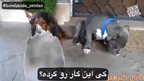 اصلا به روی خودشون نمیارن.این خیلییییییییییییی قشنگ و خنده داره.از دست ندین