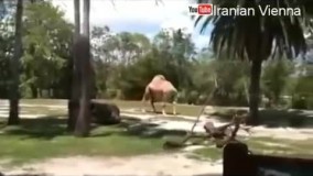 شتری که بدون سر داره زندگی میکنه .حتی خود فیلمبردار هم باورش نمیشه!مگه میشه؟!