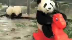 کلیپ طنز خفن و خنده دار از خرس پاندا