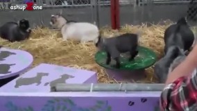 بامزه ترین بزغاله ها