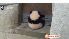 خنده دارترین کلیپ از پاندا