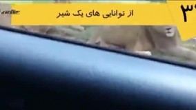 ☺ته خنده-وقتی یه شیر می خواد بیاد تو ماشین
