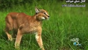 کلیپی جذاب از نحوه حرکت گوش کاراکال و پرش دیدنی اش برای شکار