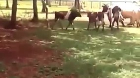 نبرد گاو و گوسفند خیلی جالبه حتما ببینید