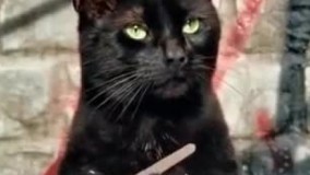   ایشون خواهر شوهر هستن وقتی عروس نشسته جلوش داره جزئيات آخرين سفر و خريدشون رو تعريف ميكنه