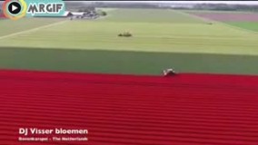 کلیپ فوق العاده برداشت گل لاله