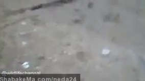صحنه عجیب از موقعی که مار یه جوجه تیغی میخوره