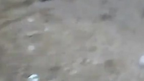 صحنه ای عجیب و نادر موقعی که مار یک جوجه تیغی می خورد