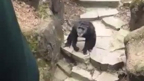 میمون بی تربیت