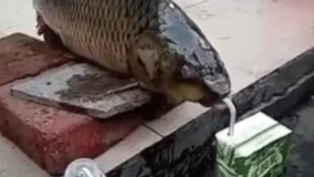 کلیپ جدید آبمیوه خوردن ماهی