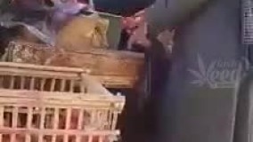 کلاه برداری جدید