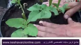 آموزش پیوند زنی گیاهی که میوه اش گوجه فرنگی و ریشه اش سیب زمینی باشد
