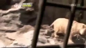 نبرد شیر نر و ببر ماده