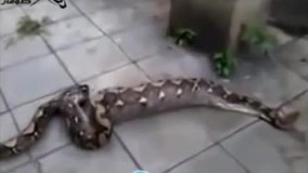 خروج موجود عجیب الخلقه بلعیده شده از شکم مار پیتون!