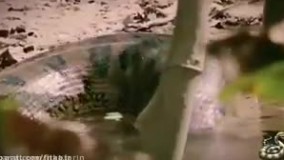 تمساح در مقابل مار