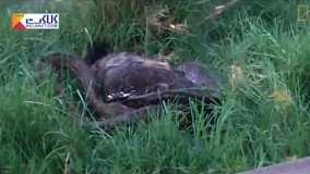 وقتی مار کفتار را یک لقمه می کند