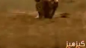 چطور آهو از دست پلنگ نجات یافت.