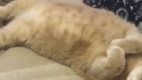 "حسش نیست"  به روایت تصویر 