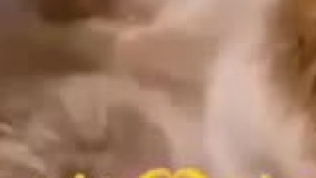 راز بقاى خنده دار ، اين موجودات معتاد ،،،