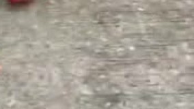 کبوتر های رنگی ???!!! حتما ببینین