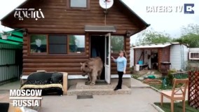 زندگی مسالمت‌آمیز با خرس 33ساله!