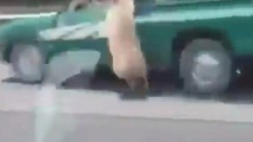 فرار کردن خنده دار گوسفند از پشت وانت و دویدن با دوپا کنار وانت آخر خنده