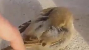 پاشو صبح شده خوابالو...