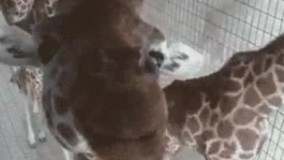 ایرانیا وقتی تو راهپیمایی دوربین میبینن????