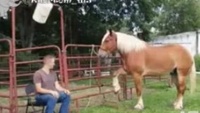 شوخی اسب با صاحبش????????