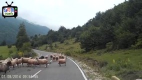 خدا بیامرز چوپان خوبی بود بد بختش کردن ????????