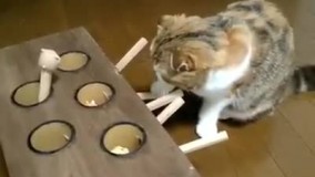 آهان گرفتمت