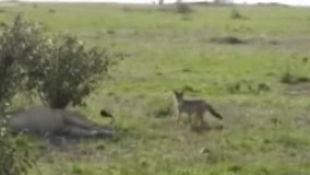 میگن با دم شیر بازی نکن!