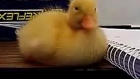 من سر سفره سحری