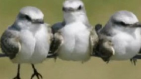 پس کی افطار میشه 