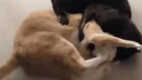 نمیخورم سحری مگه زوره؟