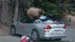 بذار ببینم تو یخچال بستنی هم دارییییییم!