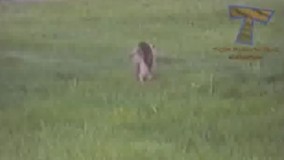 شما فهمیدین این چی رو گذاشته رو کولش داره میره؟