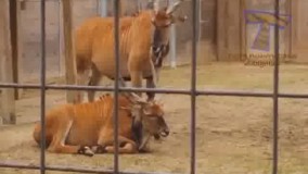 میخاره میخاره میخاره...