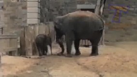 شنیده بودم فیلا از موش میترسن ولی...!