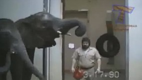 فیل یو یو باز