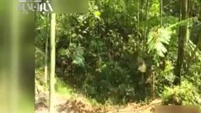 پروانه ها استان یوننان چین را به مقصد گردشگری تبدیل کردند 