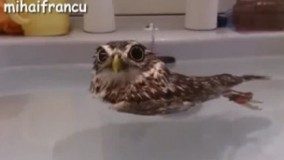 چیه ؟دارم ریلکس میکنم!