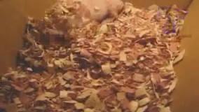 تو رو خدا این شبیه قلک نیست؟