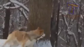 من وقتی دنبال خوشبختی می دوعم