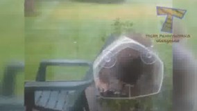 غذای پرنده هارو کش میره ها!چه حرفه ای هم هست