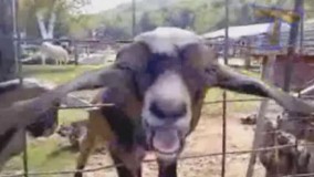 این بیچاره که چت کرده اون یکی تو این هاگیر واگیر دنبال شیر میگرده