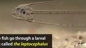 کشف ماهی عجیب و دراز