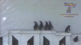 بچه ها این مارو گیر آورده ها .حالا ببینین کی گفتم