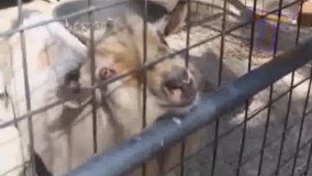 یه چیزای به زبان فرانسه میگه فکر کنم