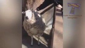 اینجا اینجاااااا  اهاااااااان  اینور اینو